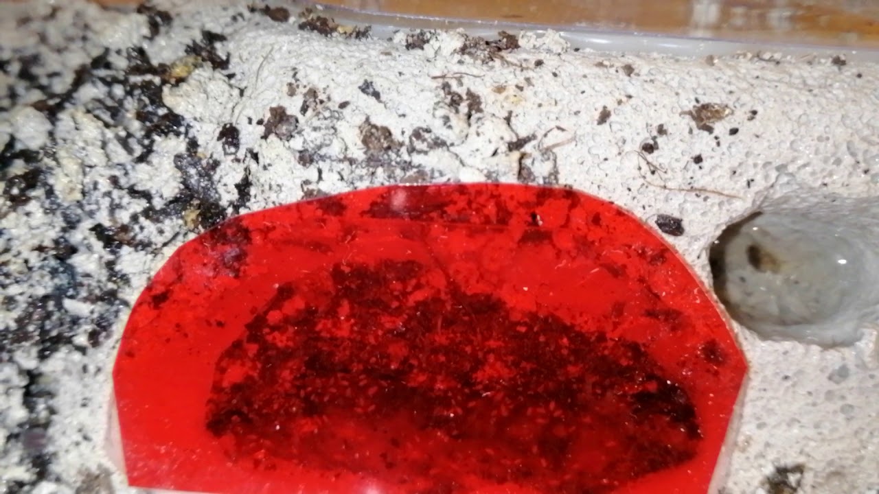 Quick Update On My Pseudoneoponera Rufipes Aka Bubble Ants YouTube
