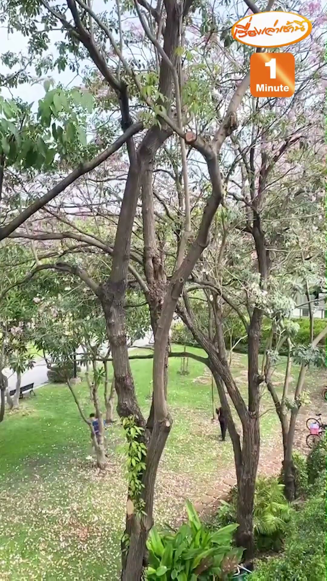“ชมพูพันธุ์ทิพย์” สวนจตุจักร บานสะพรั่งรับหน้าร้อน