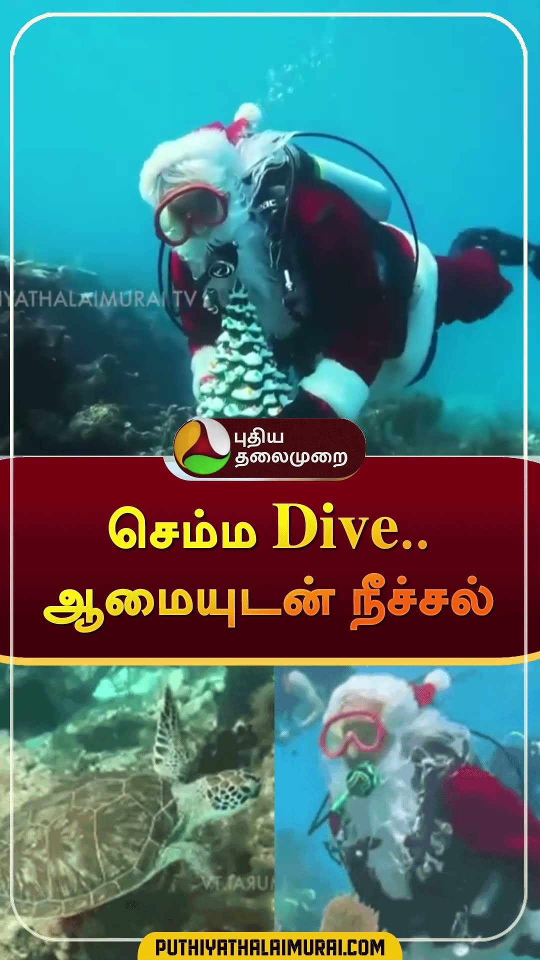 செம்ம Dive.. ஆமையுடன் நீச்சல் | #shorts | #america | #Christmas | #santa