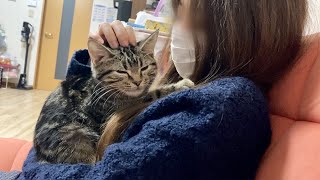 あまりの可愛さに美人飼い主に捕まって撫で撫で攻撃されてしまった子猫w