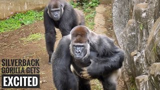 Silverback Gorilla Gets Irritated | Monta Beating His Chest | Monta & Momoka