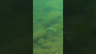 Crawfish Survives BASS! 🦞🐟 #manplusriver #scubadiving #nature #wildlife #fishing #bass