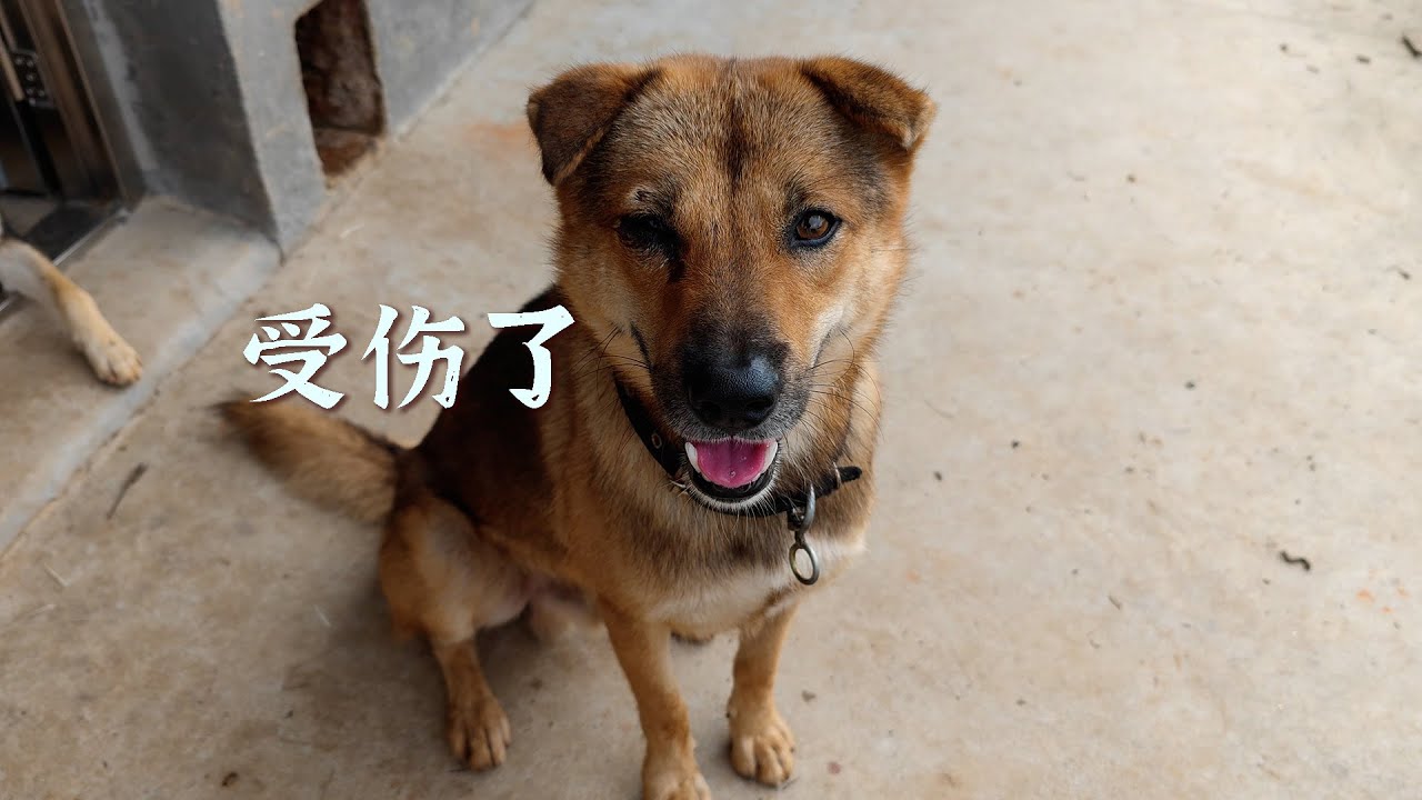 三天找了五个村才找到你，你竟然还收了一群小弟