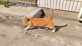 话唠橘猫黄黄最有礼貌远远看到铲屎官就打招呼与人沟通无障碍