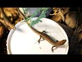 Rainbow skinks eating v6 - Daddy longlegs spider