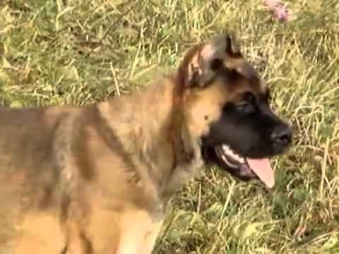Алано (Испанский алано, Испанский бульдог) / Alano