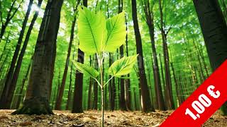 Sunlit Seedling in Tall Forest — HD Uplifting Woodland Footage