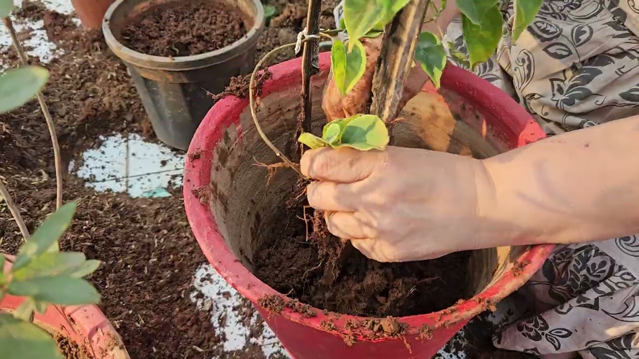 Today's Gardening Works (Repotting Nursery Plants)