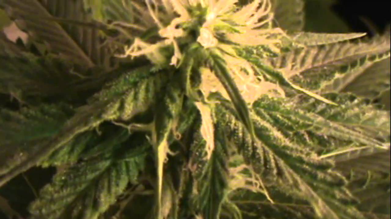 SOURKUSH 2 1/2 WEEKS INTO FLOWER