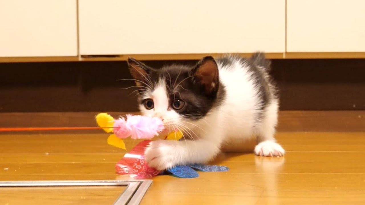 Full-powered kitten won't let go of toys - YouTube