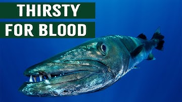 Killer Barracuda Fish: Human