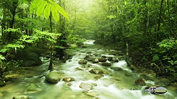 Forest Sounds With Babbling Brook - Full 60 Minute Soundtrack