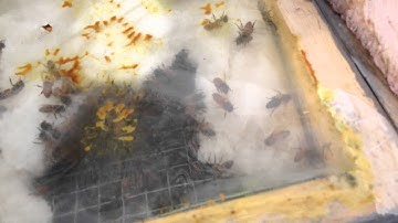 Overwintered 5 frame colonies  update March 31st 2016