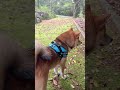 突然、怯え始めた柴犬てぃーだ #柴犬てぃーだ #shiba