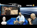 Τα πάντα για το Γαλλικό Bulldog French Bulldog από τον εκτροφέα Νικόλαο Ρουσίδη (Cape Fear Kennel).