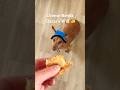 Cheese bends Oscar’s will #puppy #doxie #funnypets #funnydogs #dachshund