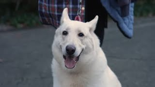The Reality of Operating a Non-Profit Dog Rescue | Gram Rescue Ranch