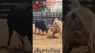 HighLightแก้วมังกร(แดง) VS โคโหนดหลังขาวเจ้ายุทธจักร(น้ำเงิน)สนามกีฬาชนโคทุ่งทะเลหลวงสุโขทัย25/02/67 HighLightแก้วมังกร(แดง) VS โคโหนดหลังขาวเจ้ายุทธจักร(น้ำเงิน)สนามกีฬาชนโคทุ่งทะเลหลวงสุโขทัย25/02/67