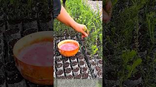 Download Lagu Simple plant propagation tips to help you have more plants MP3