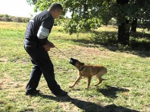 how do you train a dog with high prey drive