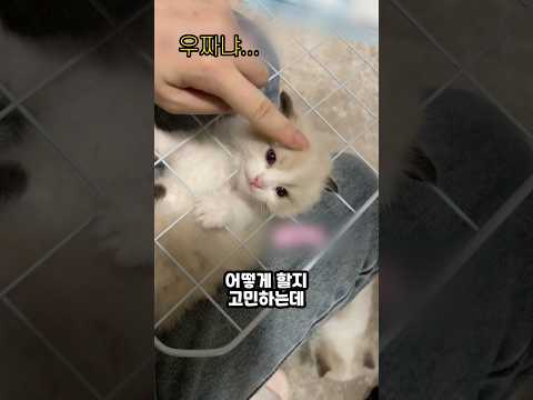철망에 낀 아기냥이가 보인 의외의 반응 #고양이 #아기고양이 #kitten #쇼츠 #shorts