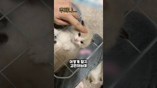철망에 낀 아기냥이가 보인 의외의 반응 #고양이 #아기고양이 #kitten #쇼츠 #shorts