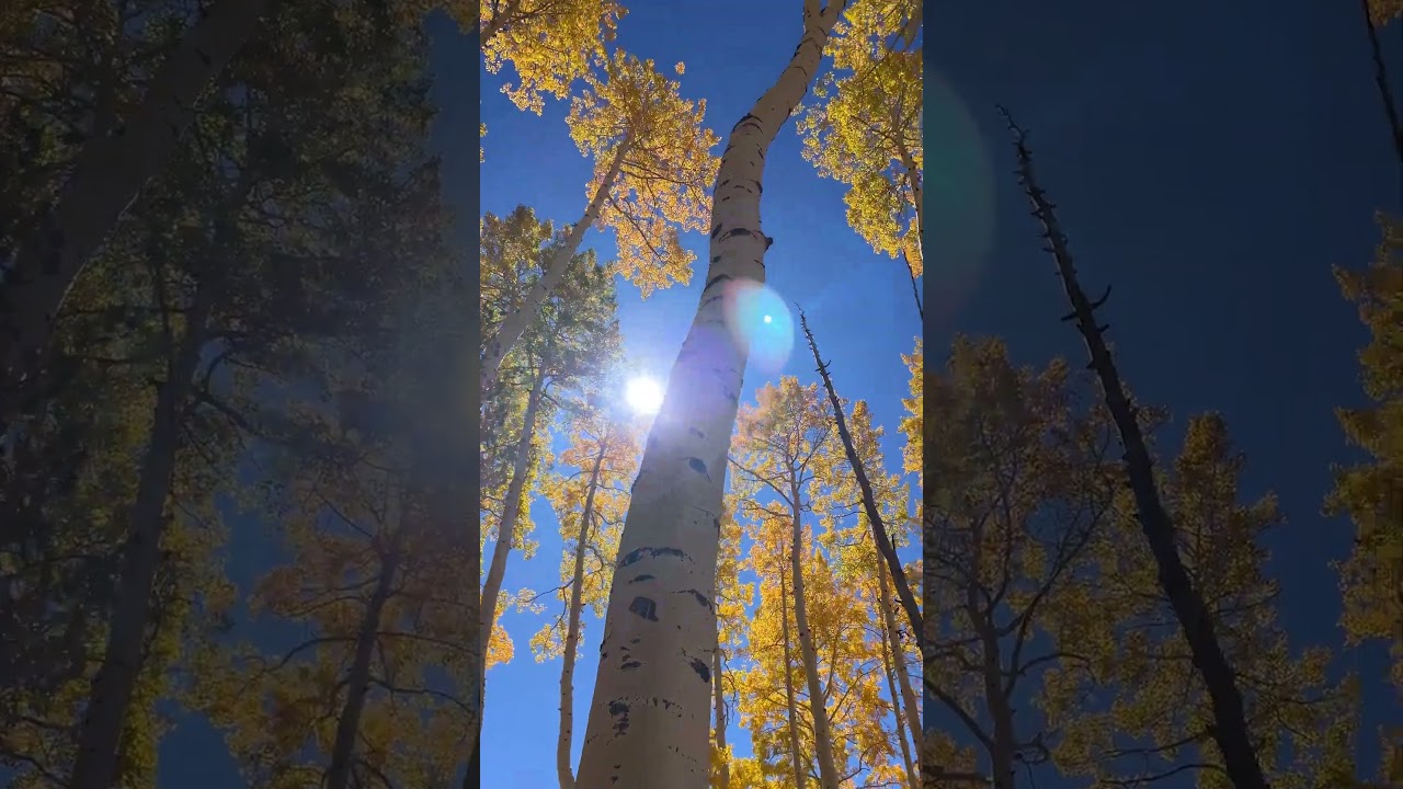 Film backdrop image for Presented by Subaru. Go leaf peeping with Nat Geo Photographer Jonathan Irish. (2023)