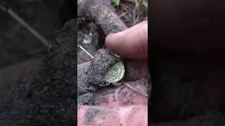 Откопал старую серебряную монетку на поиске в летнем лесу