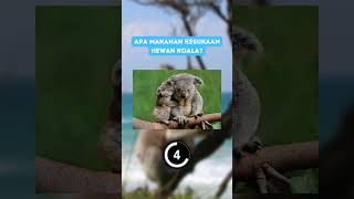 Download Lagu kuis pengetahuan tentang koala #shorts MP3