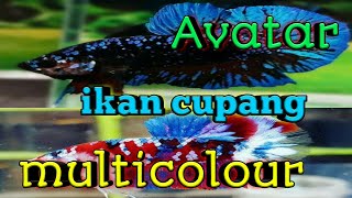 Kumpulan Ikan Cupang Avatar dan Multicolor