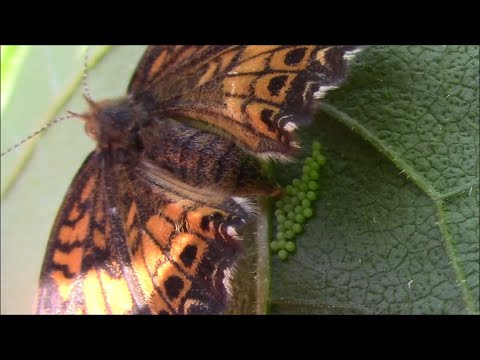 Video: Kada karaliukai deda kiaušinius?