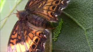 Silvery Checkerspot Butterfly Laying Eggs and Their Life Cycle