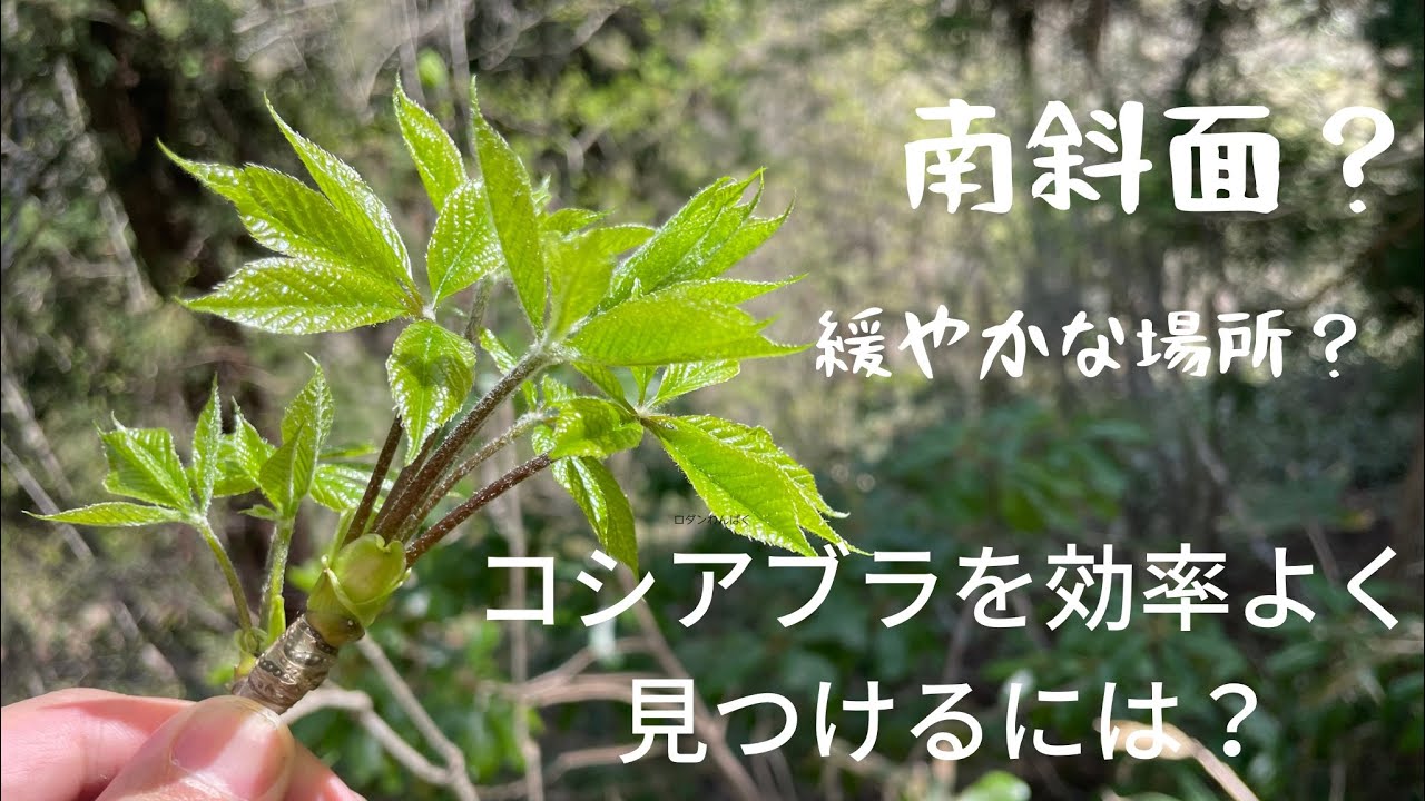 コシアブラの探し方は？