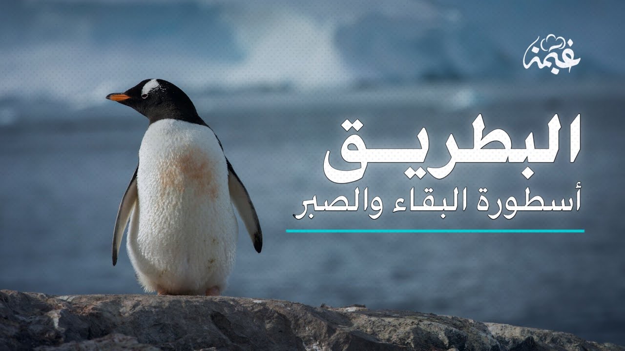 البطريق | أستاذ فن البقاء