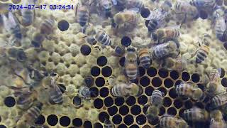 New Bees Entering The World