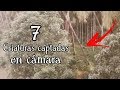 7 Extrañas Siluetas captadas en Cámara