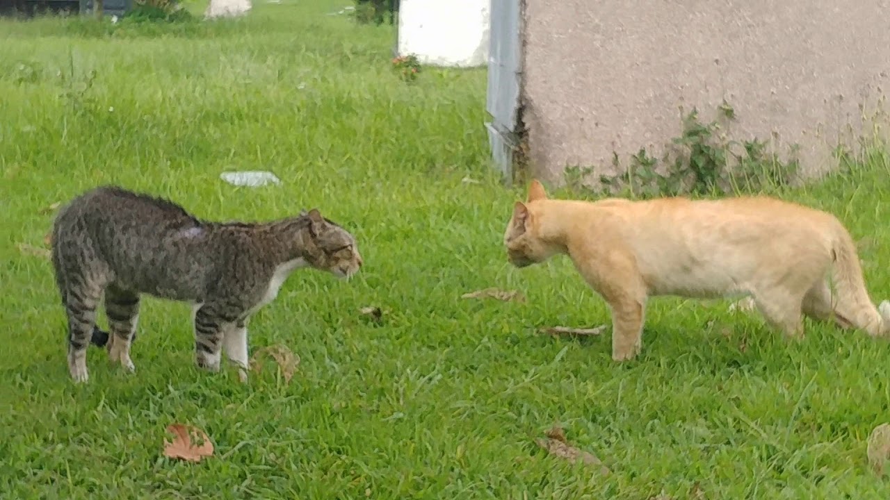 cat fight! oh no!