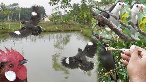 Dapet Dari Mikat Di Lepas Liarkan Ternyata Bisa Jinak Kayak Ayam