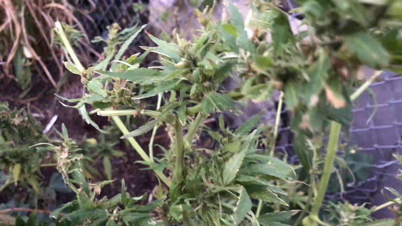 Harvesting marijuana seeds