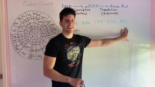 Keystone Biology Test Review 7 - Transcription and Translation