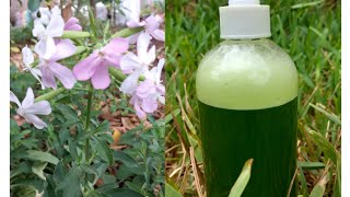 Soapwort | The soap plant| How to make natural herbal Shampoo at home