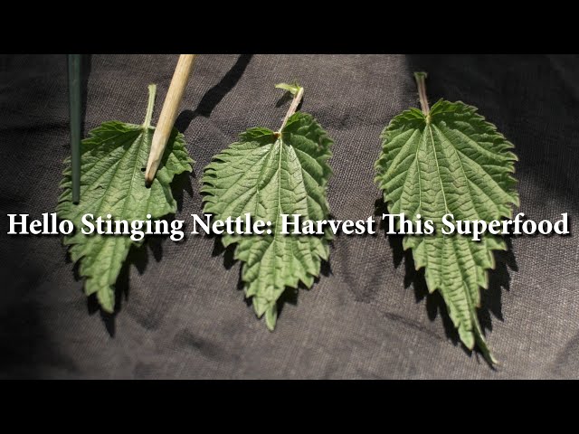 How I Honorably Harvest and Enjoy Stinging Nettle – Wild Montana