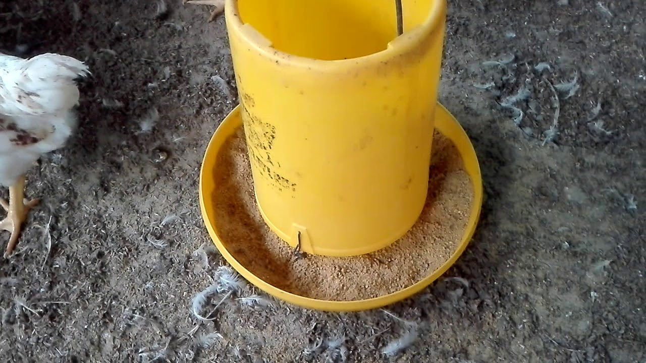 Ayam pejantan siap panen 