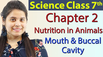 Mouth and Buccal Cavity - Chapter 2 – Nutrition in Animals - NCERT Science Class 7t