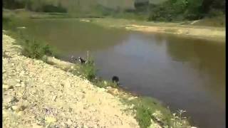 Sukis Pups At The River