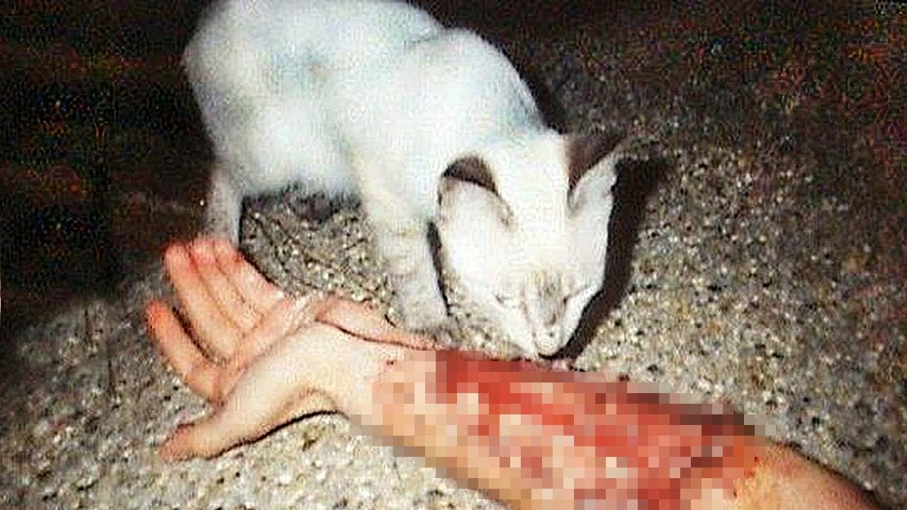 Пока бабка была без сознания, кот взобрался на неё и начал....