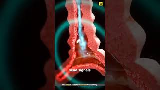 #7x7 #facts #roblox this video, for education ￼￼only