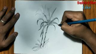 Sugarcane drawing for kids / step by step sugarcane drawing