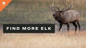 Stacking Elk Hunting Odds In Your Favor