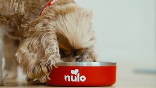 Ellie Kildunne Chooses Nulo | Performance-Backed Pet Food